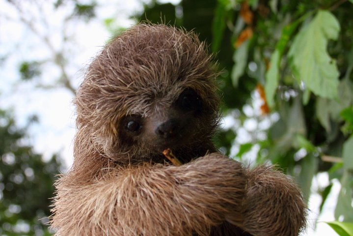 Baby Three Toed Sloth